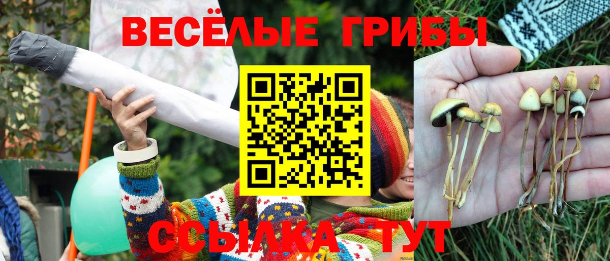 Псилоцибиновые грибы Cubensis  Вход с VPN  Беслан 